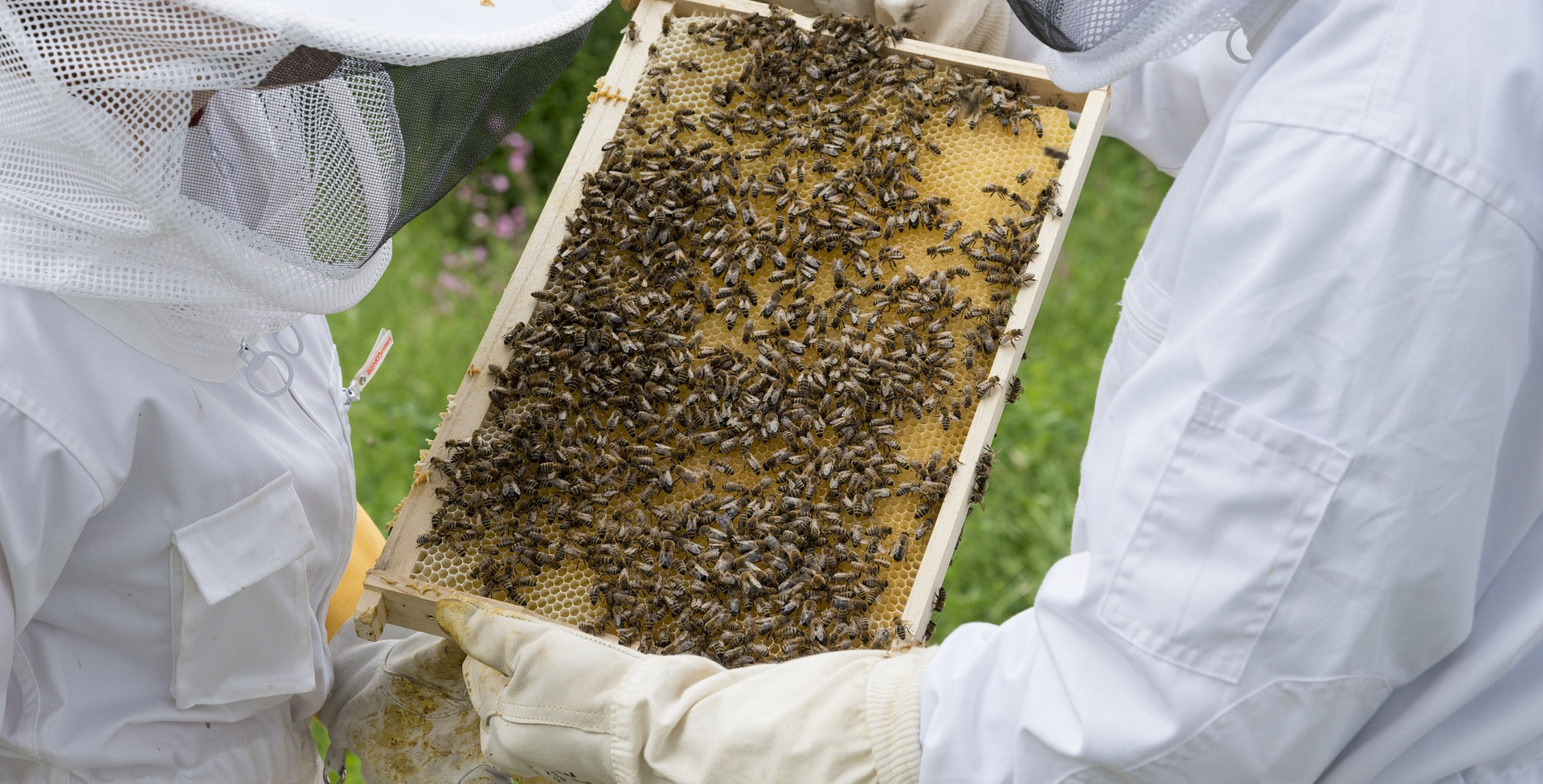 Beekeeping for Beginners