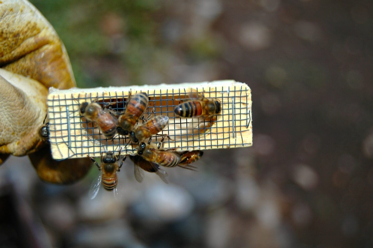 Queen Bee in Cage